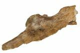 Fossil Theropod (Troodon?) Ilium - Montana #113083-3